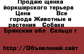 Продаю щенка йоркширского терьера  › Цена ­ 20 000 - Все города Животные и растения » Собаки   . Брянская обл.,Сельцо г.